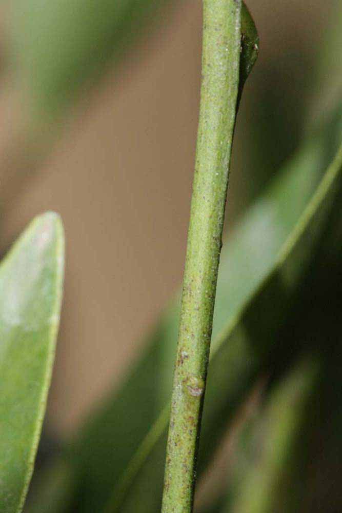            First year twig (Riverside, CA)   